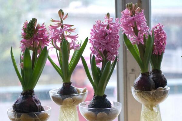 風信子為什么長不高，可能是因為日常管理不當造成