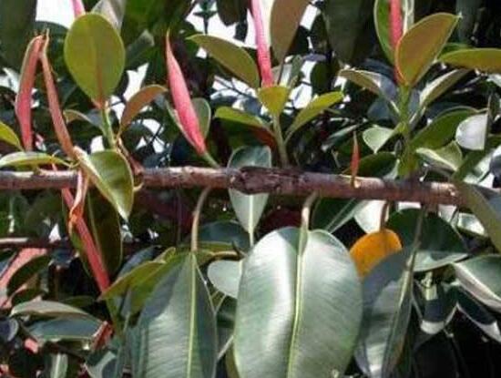 橡皮樹葉子下垂怎么辦，四種原因以及解決辦法