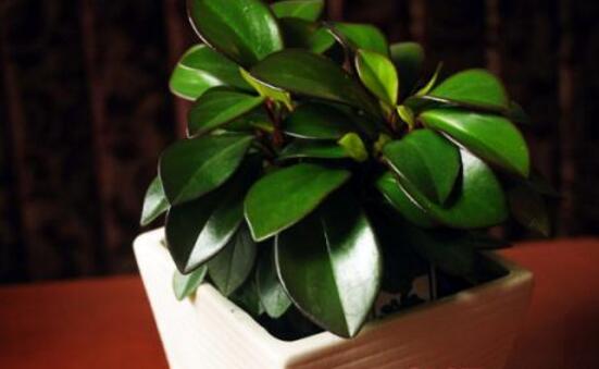 紫邊碧玉怎么養(yǎng)，七個(gè)基本方法教你養(yǎng)殖好