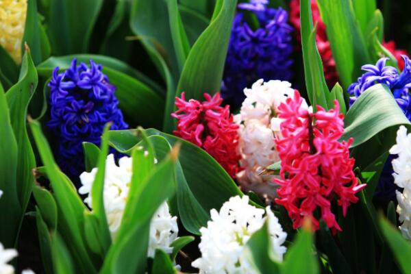 風(fēng)信子寓意什么意思