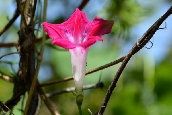 牽?；ㄅ柙栽趺答B(yǎng)