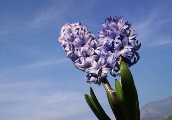 風(fēng)信子盆栽怎么種植，擇飽滿種球、露出土壤2厘米(存活最高)