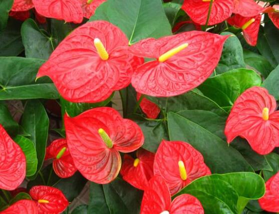 紅掌的作用有哪些，凈化空氣、陶冶情操、五行轉(zhuǎn)化