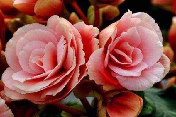 麗格海棠怎么養(yǎng)護