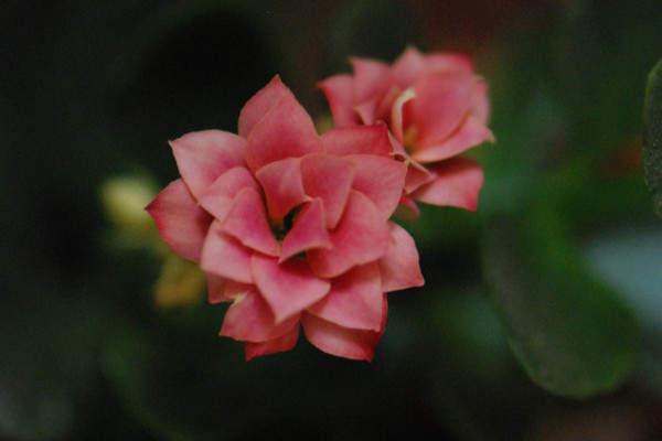 長(zhǎng)壽花夏天不開花嗎