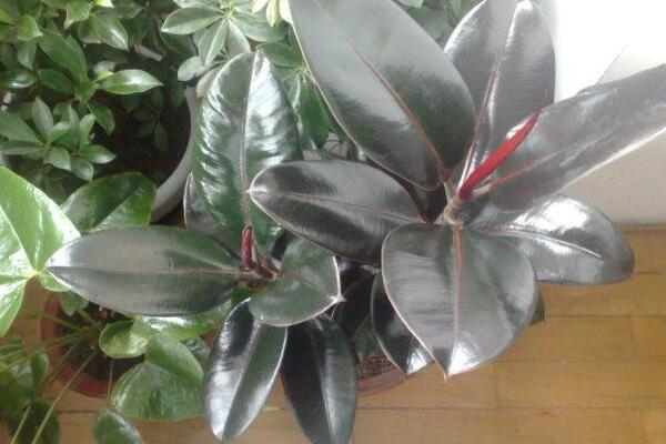 橡皮樹如何砍頭，砍頭之后要用蠟油封住傷口