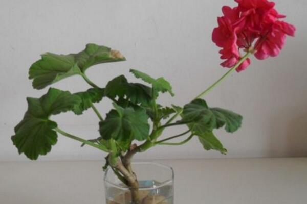天竺葵泡水生根方法，3步即可天竺葵的水培