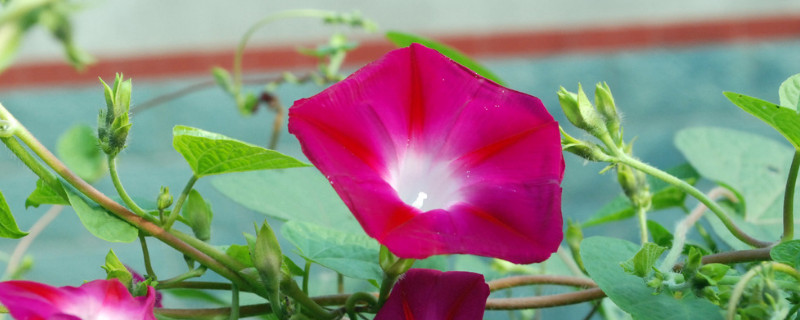 牽?；ㄈ~子的形狀特點