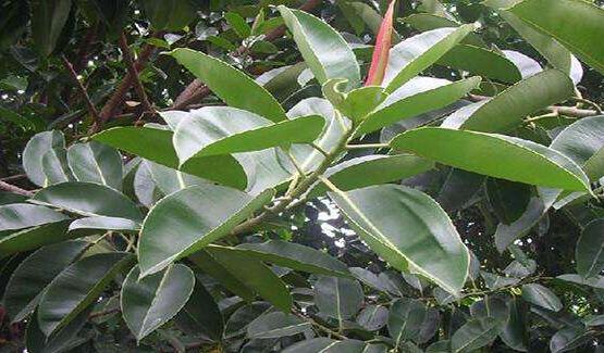 橡皮樹掉葉子還會長嗎，只要不死就會繼續(xù)生長(做好養(yǎng)護(hù)管理)