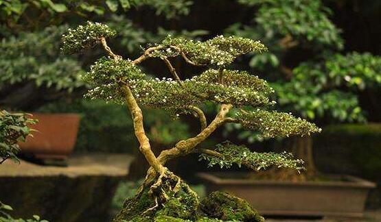 六月雪造型方法，蓄木截干法/剪扎結(jié)合法(美觀)