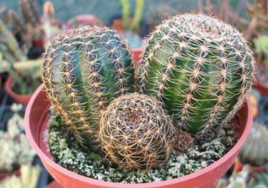 仙人球用什么土養(yǎng)好，兩份壤土兩份腐葉土三份粗沙進(jìn)行配置