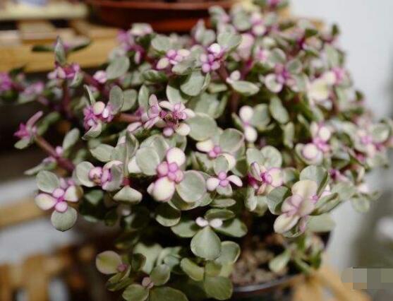 雅樂之舞冬天怎么養(yǎng)，只需要做好四點基本步驟