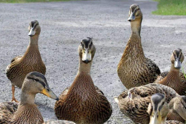 養(yǎng)鴨技術(shù)與鴨病的防治