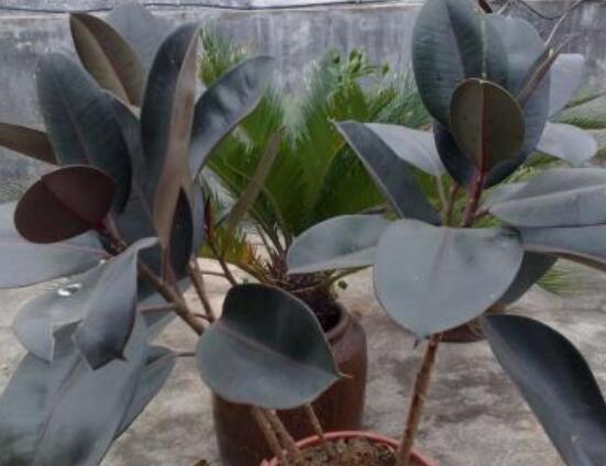 橡皮樹葉子下垂怎么辦，四種原因以及解決辦法