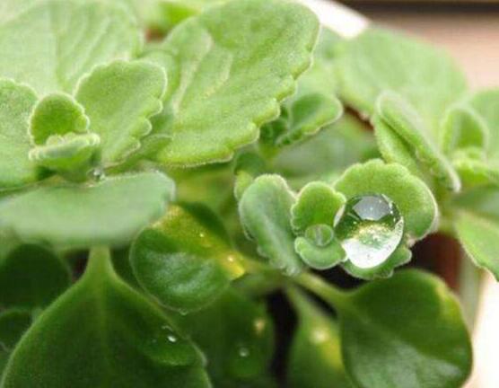 碰碰香爛根處理方法，老農(nóng)總結(jié)兩種最簡單有效措施(輕度與重度)