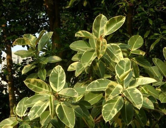 橡皮樹常見品種，盤點最好看的五大種類