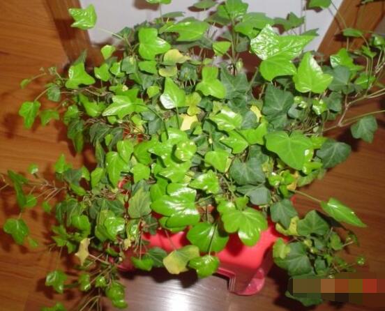 怎樣讓常春藤長(zhǎng)得快，教你六個(gè)要點(diǎn)生長(zhǎng)枝繁葉茂