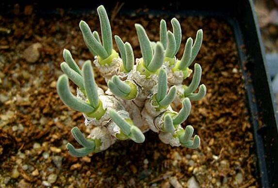 碧光環(huán)用什么樣的土，最好配制適合植物生長(zhǎng)的透氣土壤