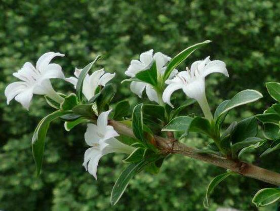 六月雪不發(fā)芽怎么辦，教你三種最直觀解決辦法