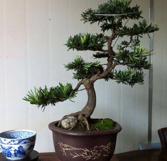 羅漢松盆景制作方法，教你五個(gè)基本步驟便可開枝散葉