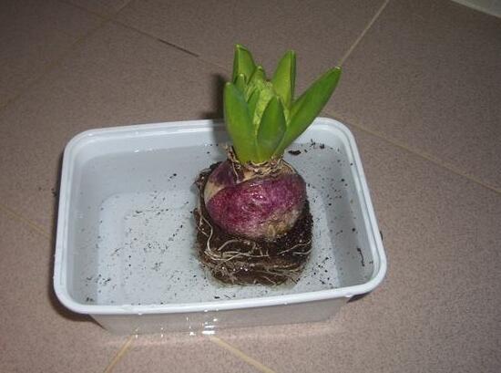 風(fēng)信子種球發(fā)霉怎么辦，涂抹滅菌靈、保持創(chuàng)面干燥