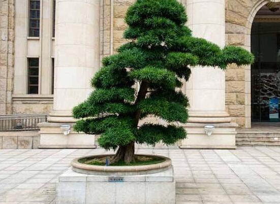 羅漢松果的功效與作用，羅漢松果的五大作用