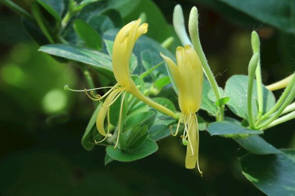 金銀花冬季如何修剪，小寒到立春之間進行修剪