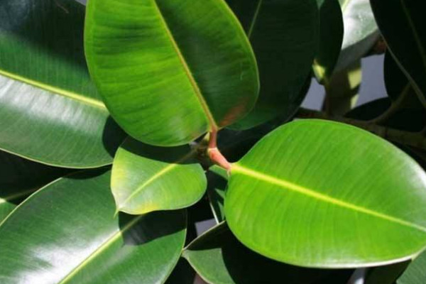 橡皮樹(shù)葉子卷怎么補(bǔ)救，增加溫度追肥換土