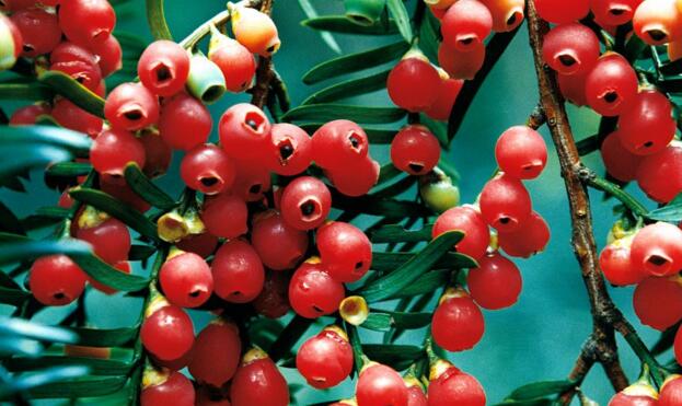 紅豆杉有哪些品種，中國(guó)就有6個(gè)品種