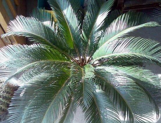 鐵樹(shù)品種，細(xì)數(shù)鐵樹(shù)最受喜愛(ài)八大品種