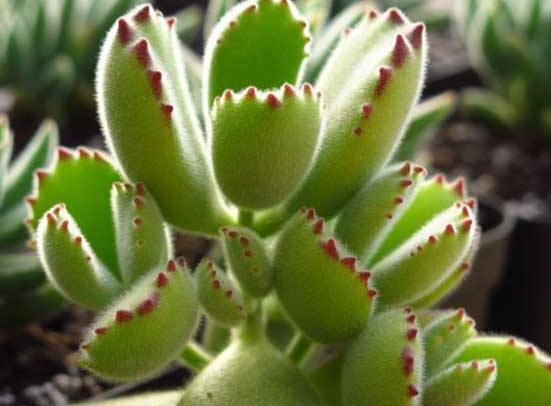 熊童子開花寓意，一片生機勃勃的綠色景象(美好寓意)