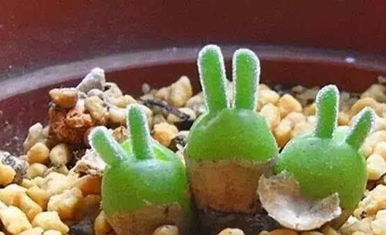 碧光環(huán)多肉怎么分栽，教你五個(gè)步驟盆盆爆滿