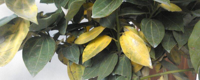 平安樹葉子發(fā)黃掉落是怎么回事