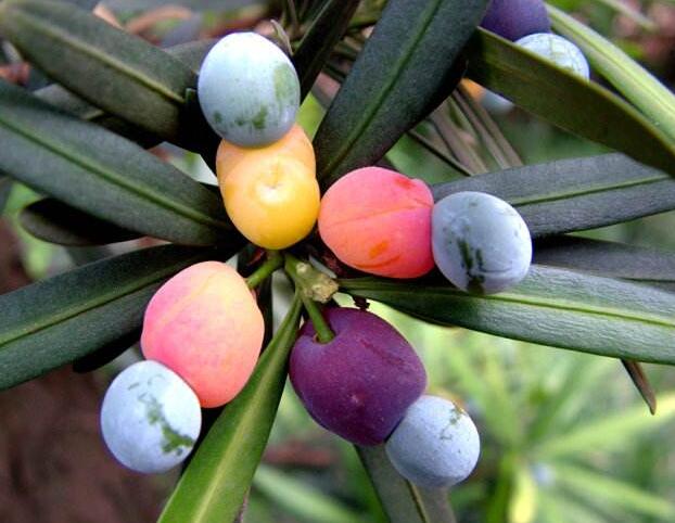 羅漢松果泡酒的方法，制作過程的4步驟