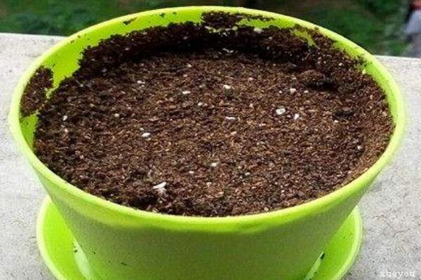 曇花種子怎么種，曇花種子的種植步驟詳解