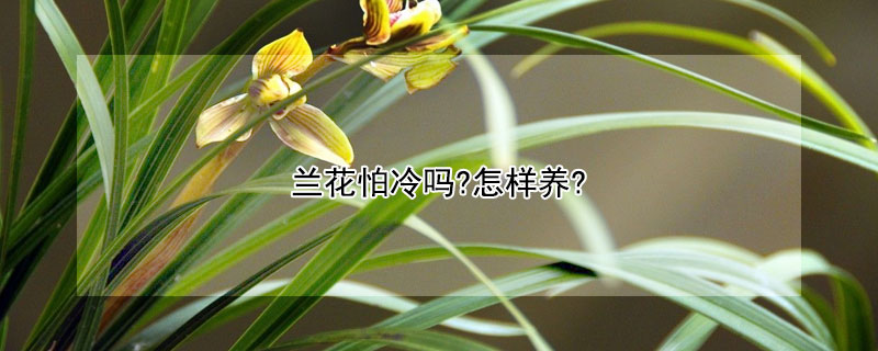 蘭花怕冷嗎?怎樣養(yǎng)?