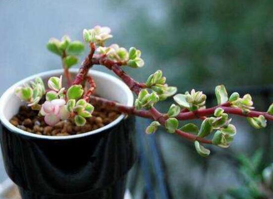 雅樂(lè)之舞適合什么花盆，陶盆、紫砂盆、泥瓦盆最為合適