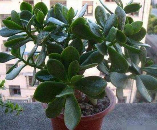 玉樹(shù)葉子發(fā)軟怎么辦，三種原因以及解決辦法