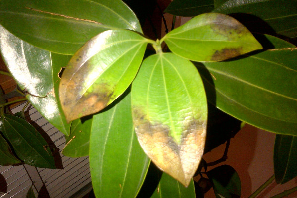 平安樹葉子尖發(fā)黑干枯