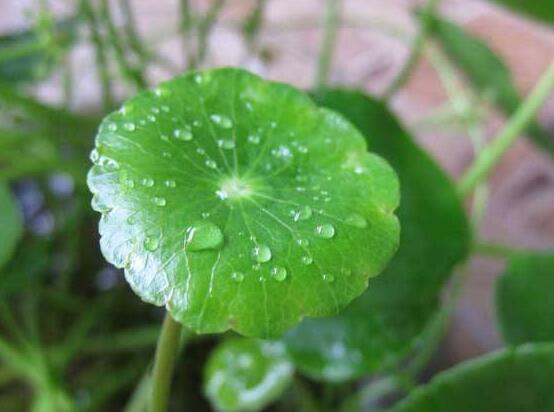 銅錢草怎么繁殖，盤點銅錢草三種繁殖方法(扦插/分株/播種)