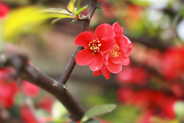 梅花是什么季節(jié)開(kāi)的