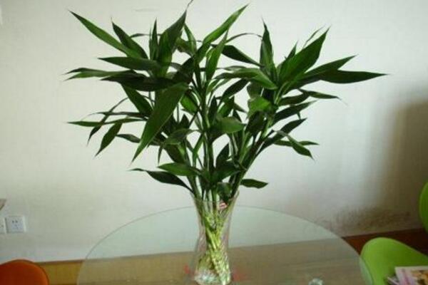 富貴竹營養(yǎng)液的使用方法