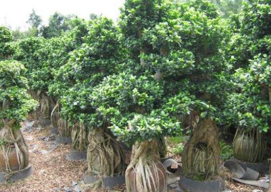 榕樹(shù)爛根怎么辦，榕樹(shù)爛根解決辦法