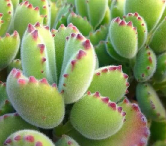 熊童子好養(yǎng)嗎，好養(yǎng)/做好五個要點生長茂盛美觀