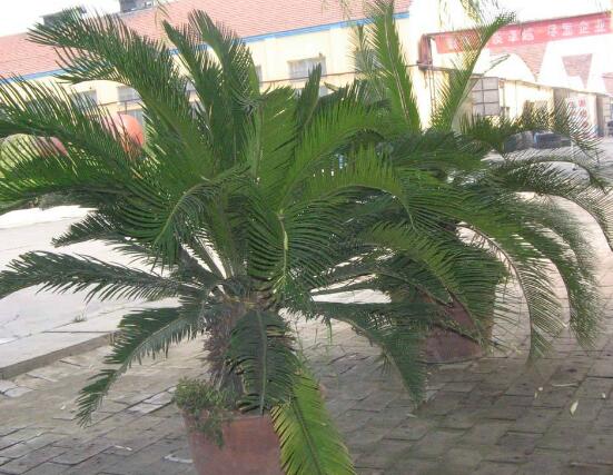 鐵樹開花的征兆，預(yù)示生活美滿、大吉大利