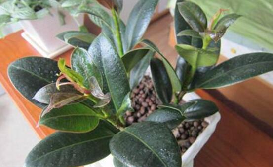 橡皮樹幾月份砍頭好，6-7月是最佳砍頭時間