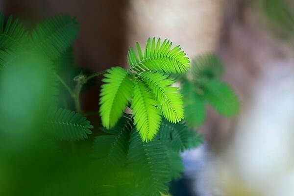 盆栽含羞草怎么養(yǎng)，盆栽含羞草的養(yǎng)殖要點