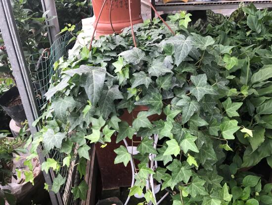 常春藤有什么風(fēng)水作用，常春藤的功效與作用