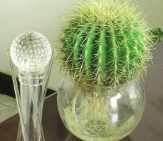 水培仙人球怎么養(yǎng)，教你六個最好步驟快速生根(7天)