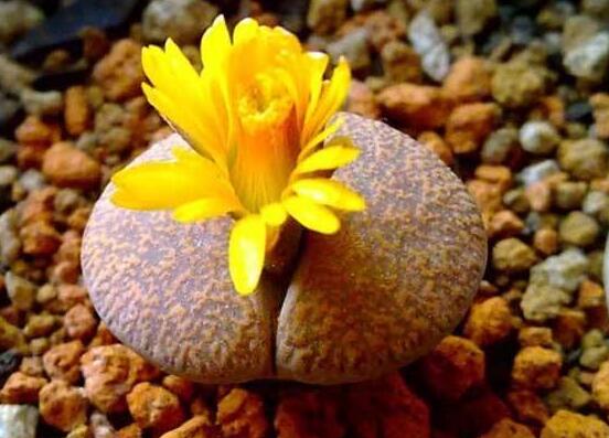 生石花怎么種植，做好六個步驟盆盆爆滿